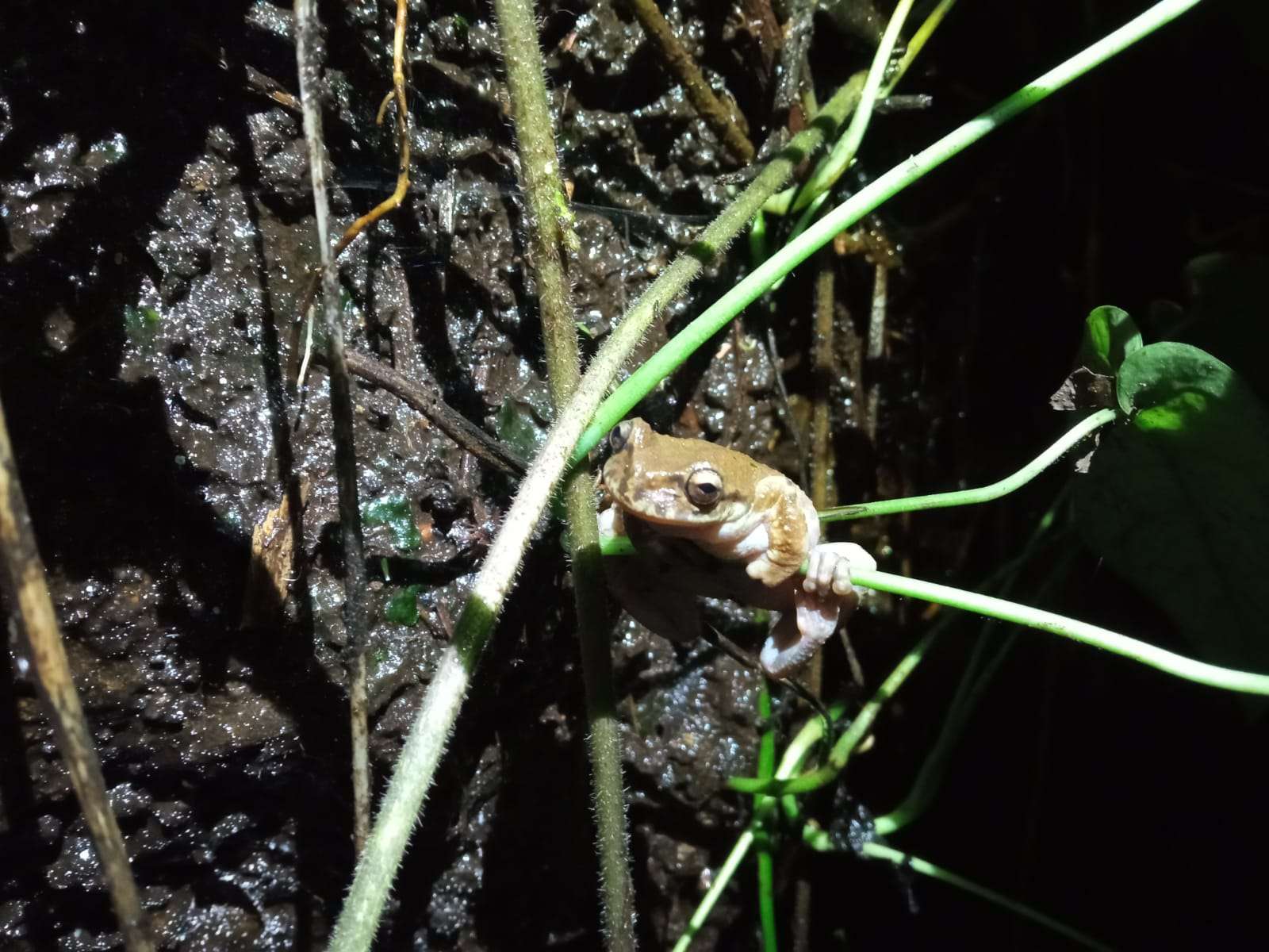 biodiversidad