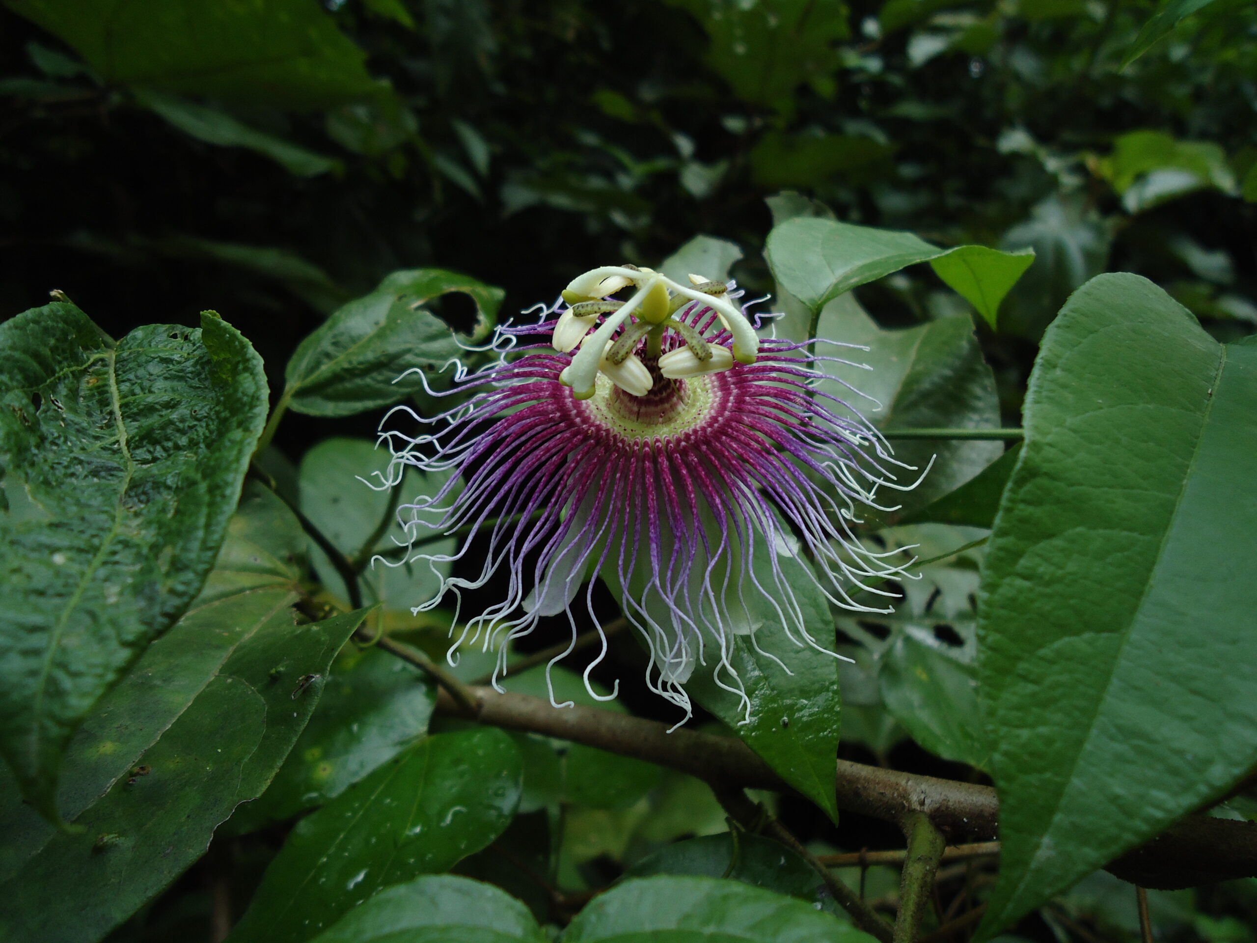 Biodiversidad Passiflora ambigua