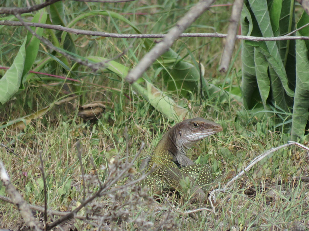 Cnemidophorus motaguae 13