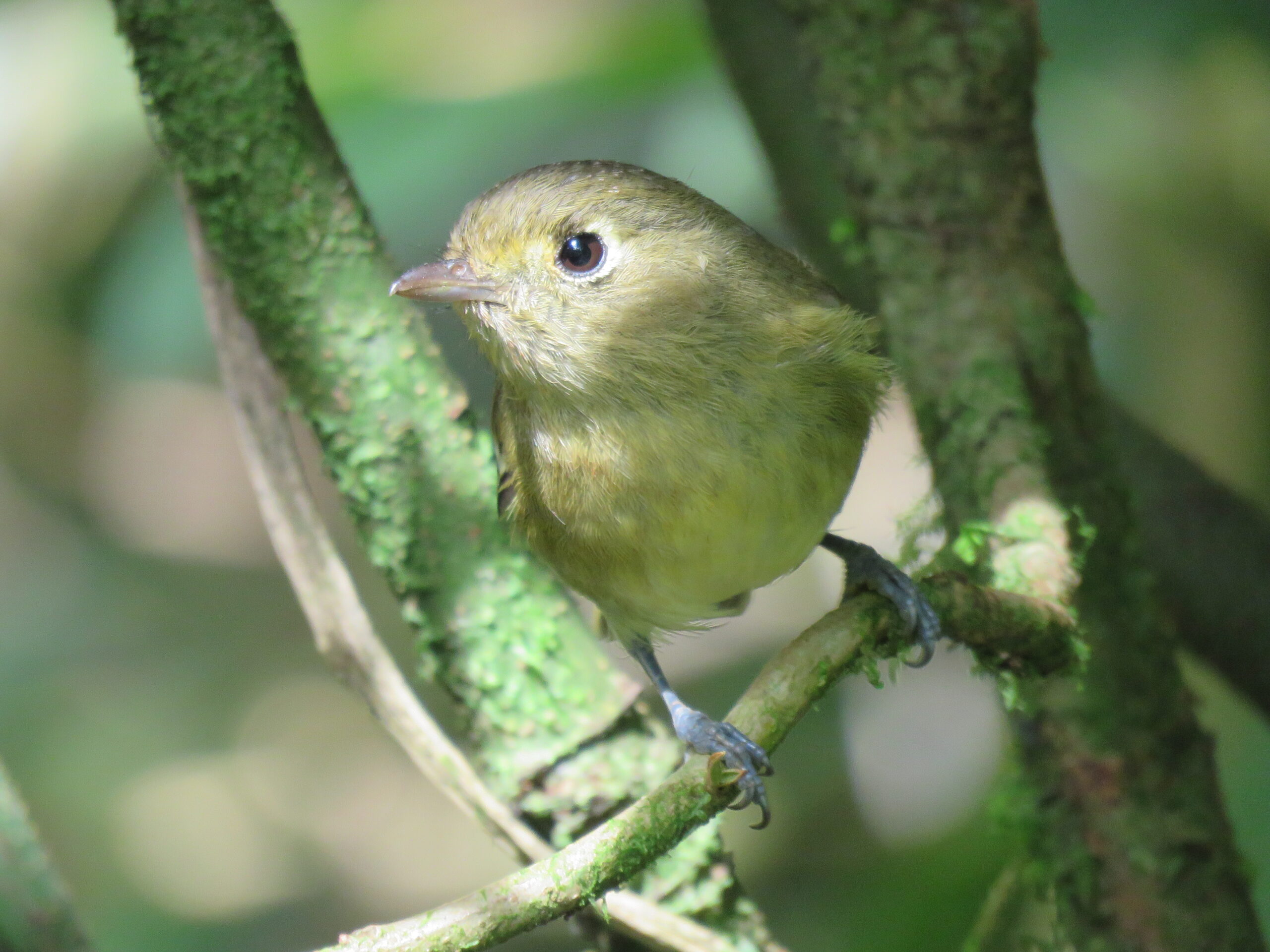 Conecta Monitoreo de Biodiversidad