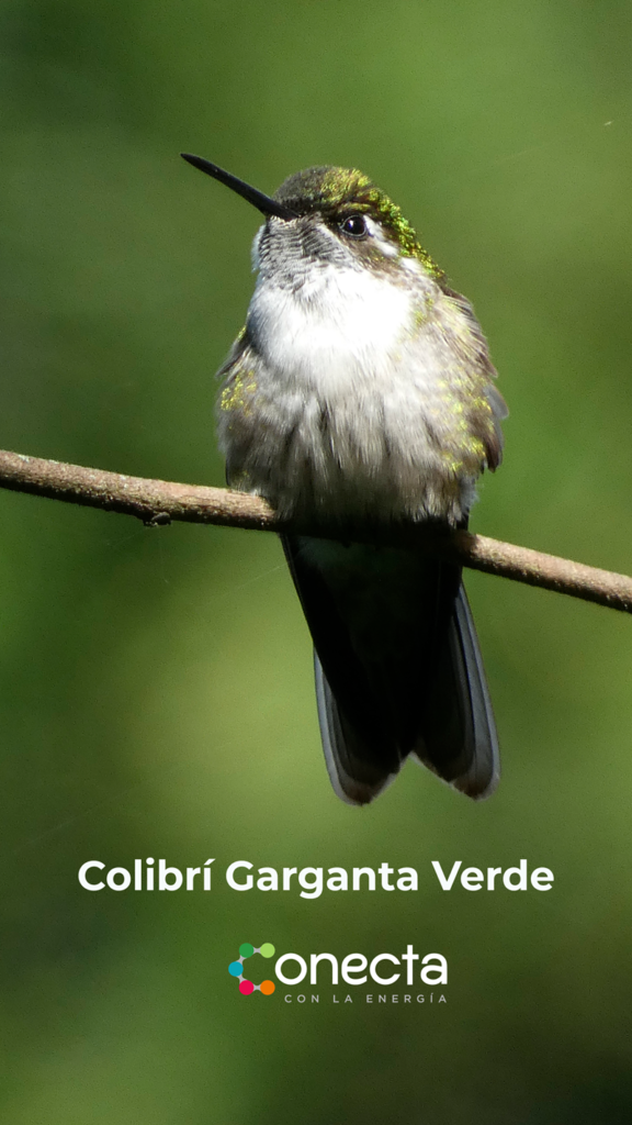 Colibrí garganta verde Conecta