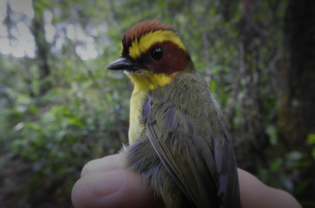 Biodiversidad Conecta Guatemala