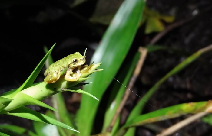 Preservación de la biodiversidad