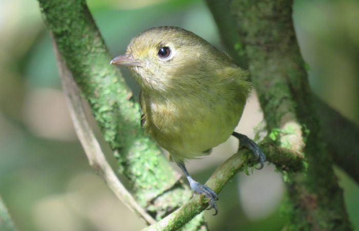 Conecta Monitoreo de Biodiversidad