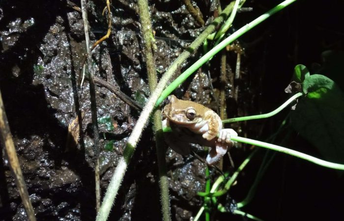 biodiversidad